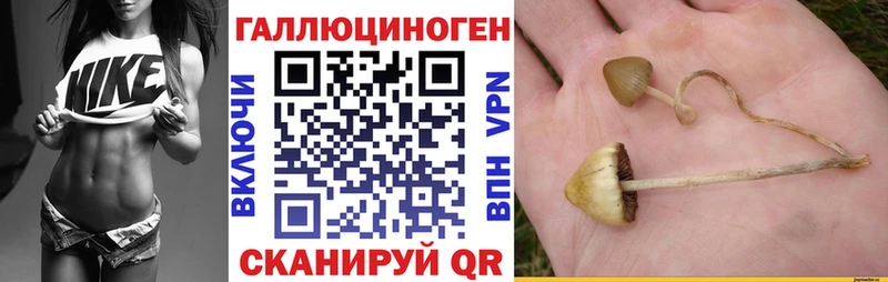 Купить где  Кораблино  Псилоцибиновые грибы Cubensis 